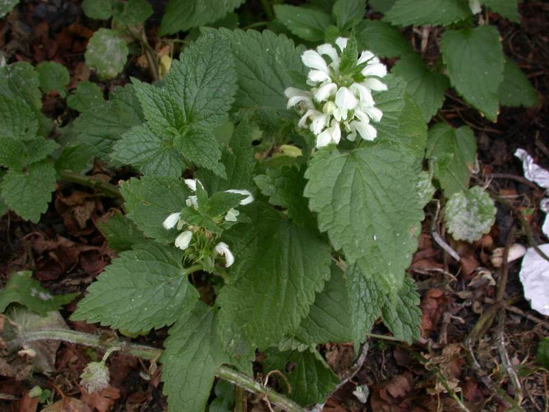 Lamium album / Falsa Ortica bianca